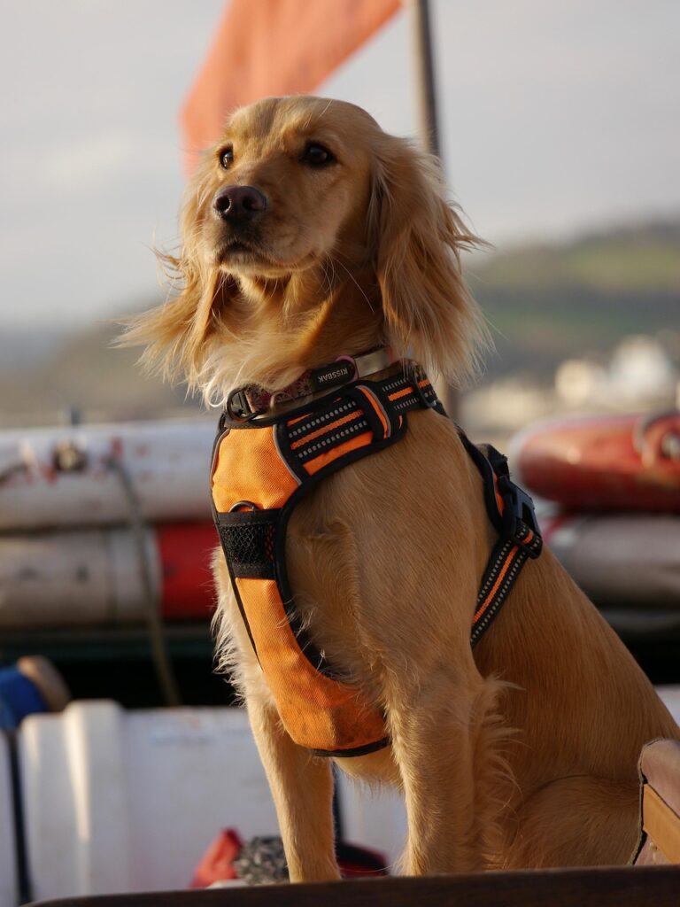 Cocker Spaniel