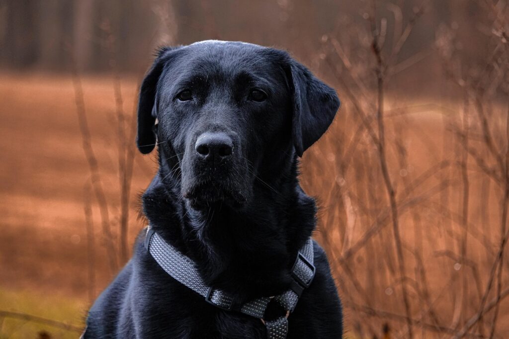 Labrador Retriever