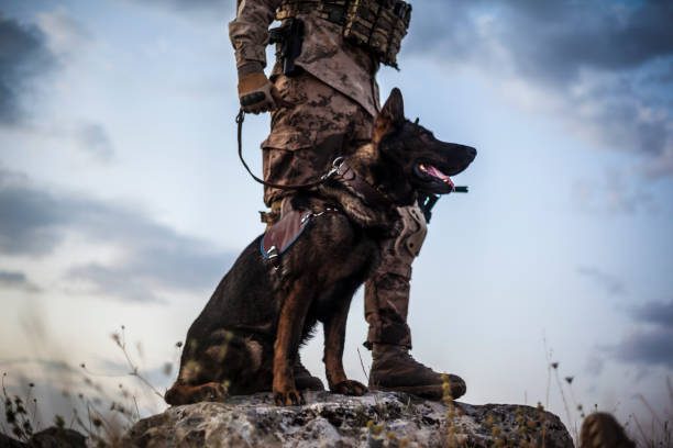 Military Working Dogs