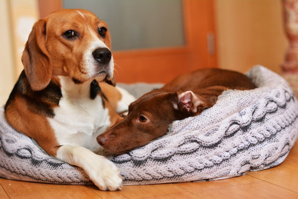 Beagle