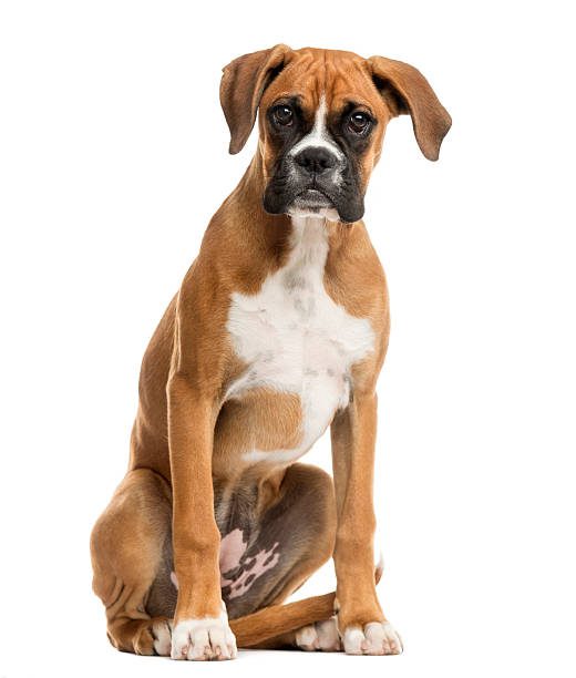 boxer dog