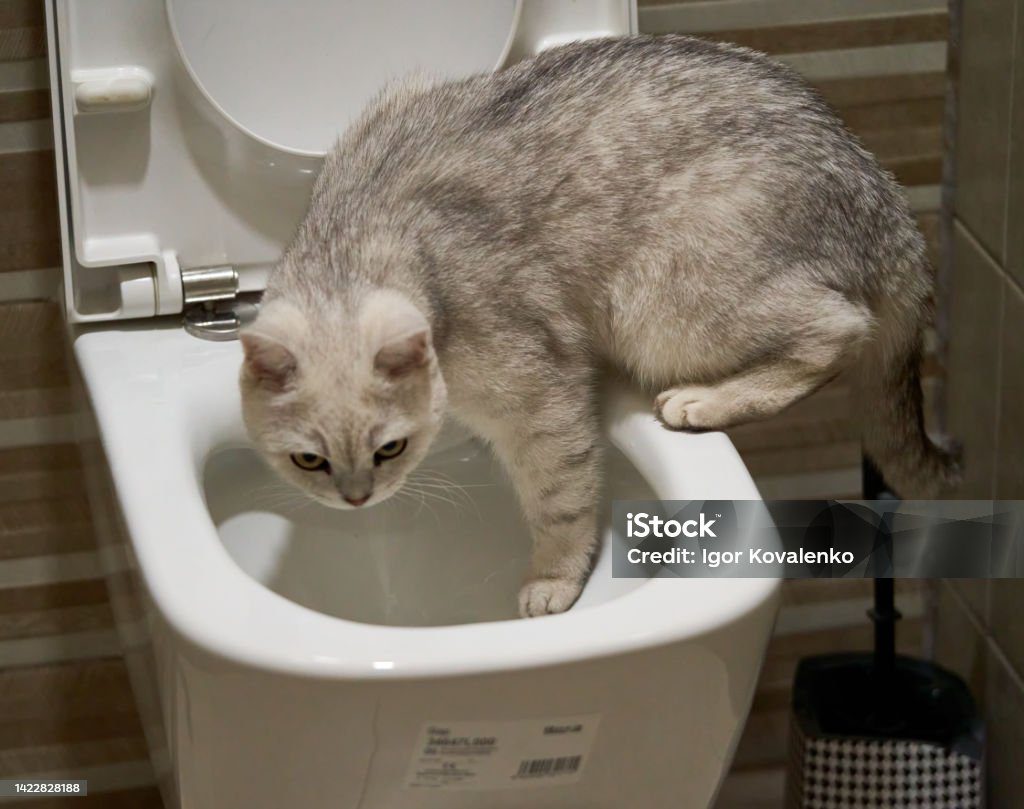 cat at toilet training