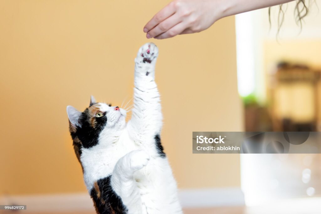 cat training tips