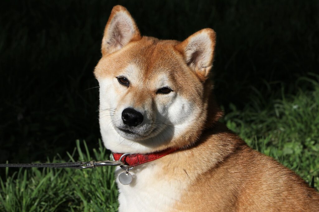 shiba