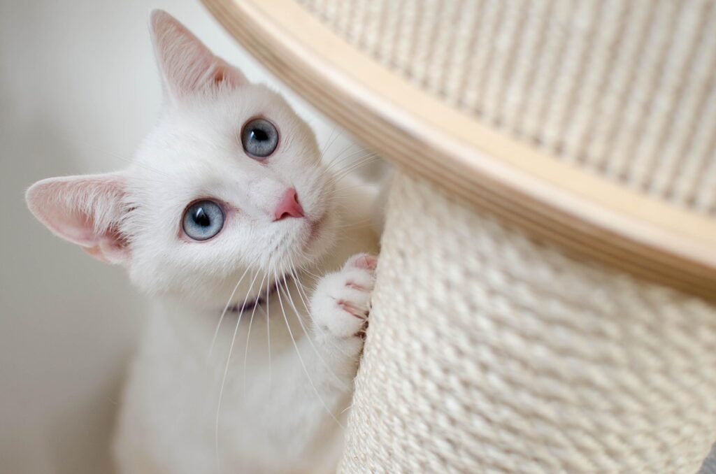 who to train your cat