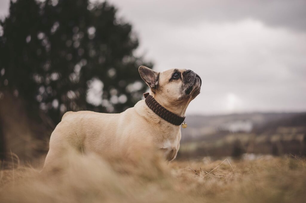 Also known as the Frenchie, the French bulldog is one of the most popular dog breeds in the U.S., as these little dogs make lovely companions for individuals and families. They are playful, loyal, and lovable, as well as quiet so they can do well in apartments.