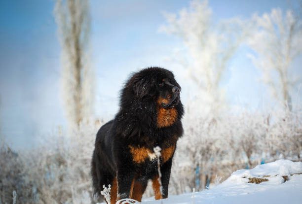 tibet mastiff