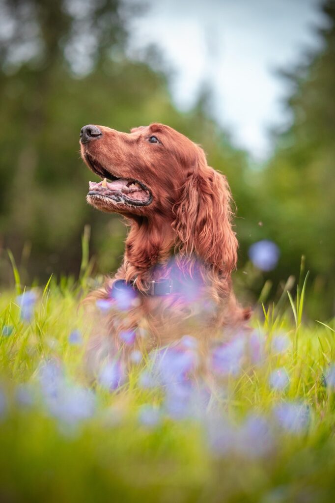 Irish Setter