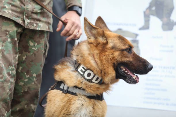 ilitary canin