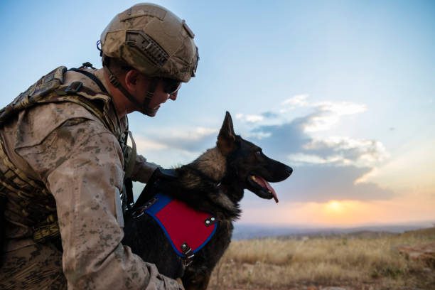 military working dog