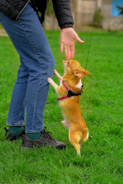 pet care and grooming