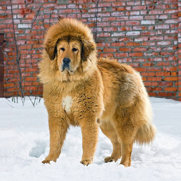 ,Tibetan Mastiff