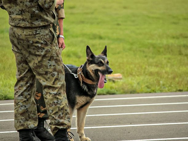 military working dog