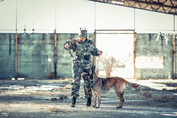 military working dog