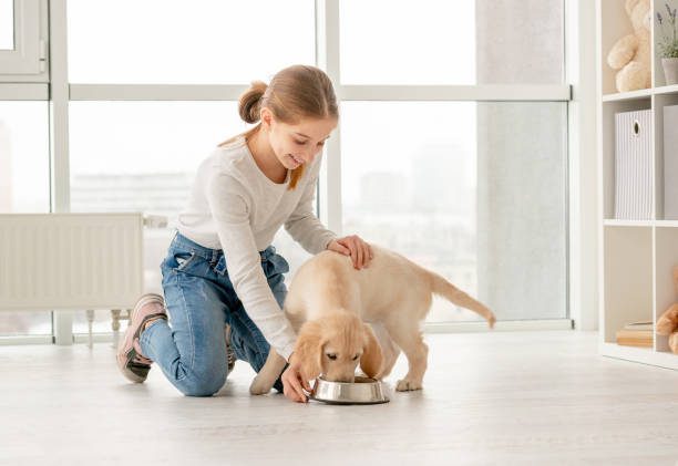 safe dog feed