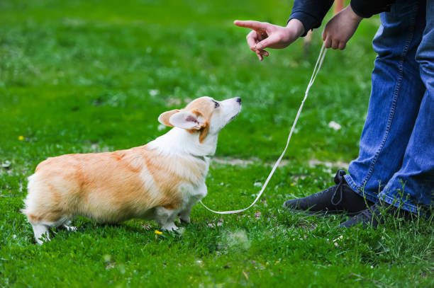 pet traing tips
