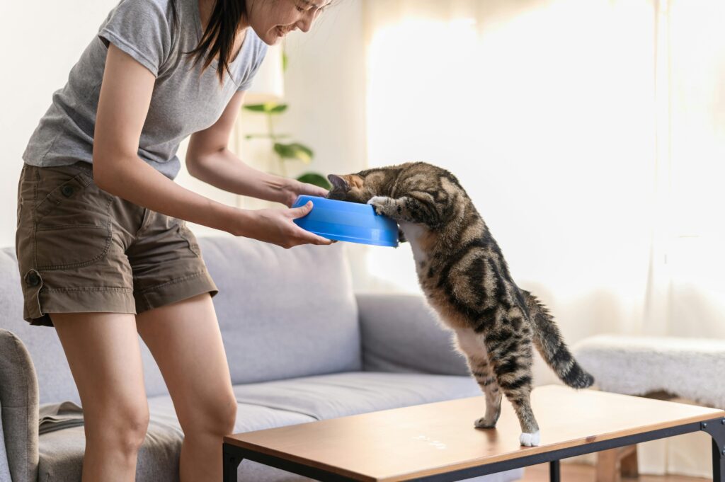 Cat toilet training