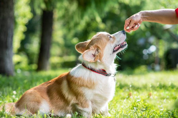 puppy training