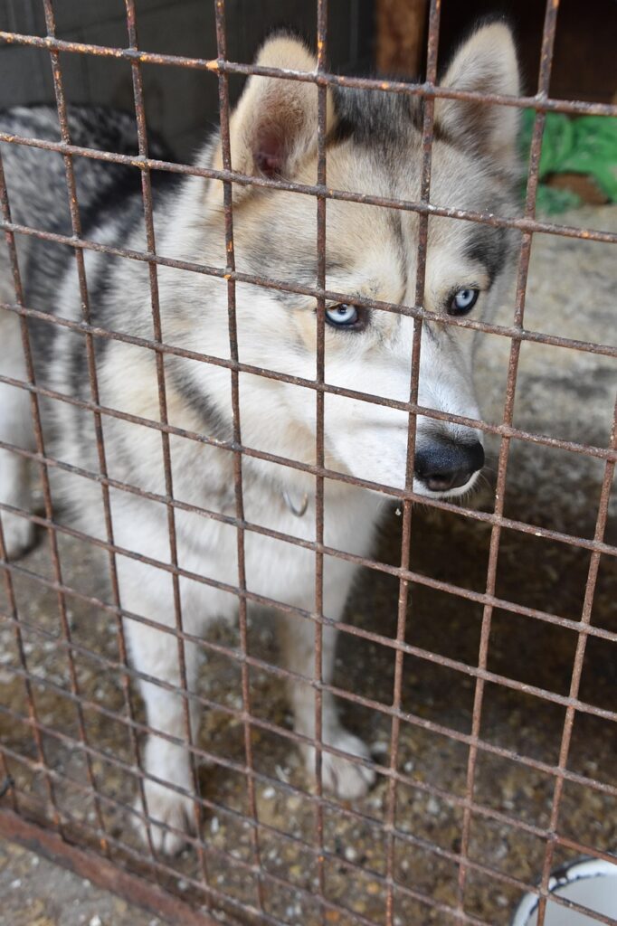 dog shelter