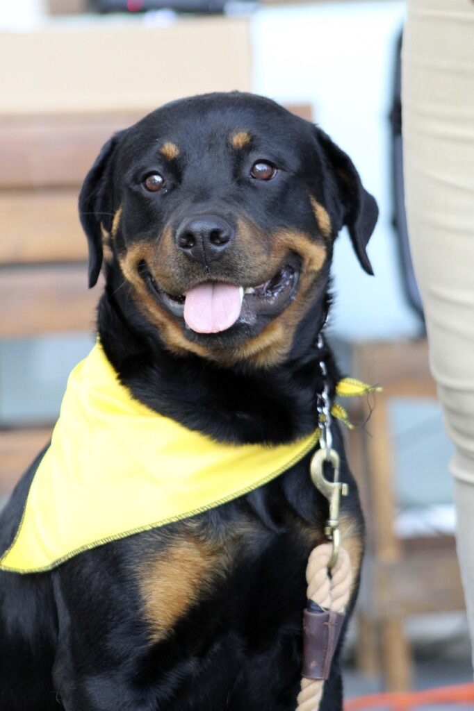 dog shelter behavior