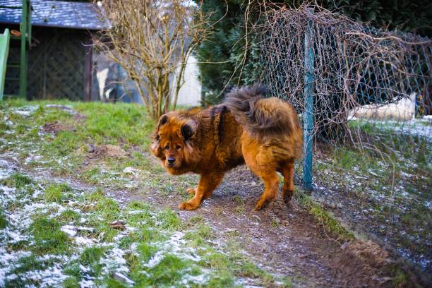 tibetan mastiff