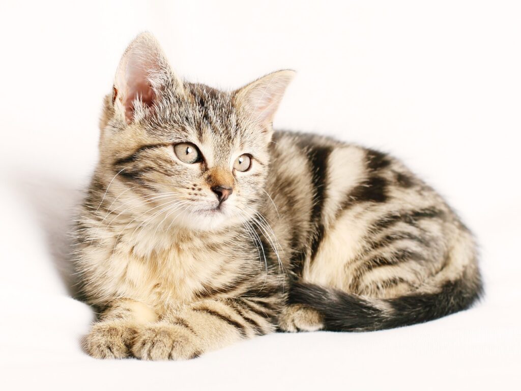 cat following
