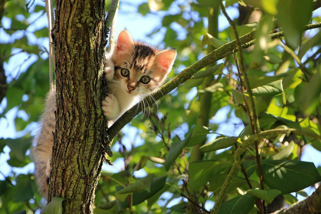 cat following