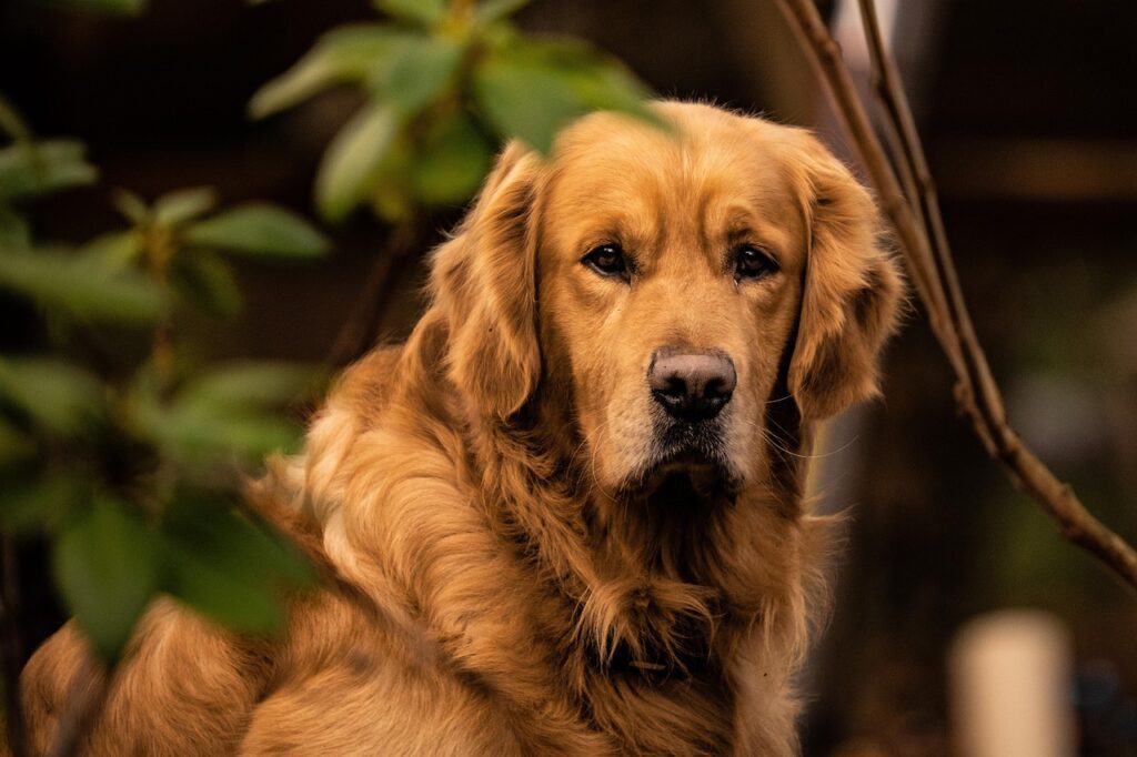 Golden Retriever: Gentle and Patient