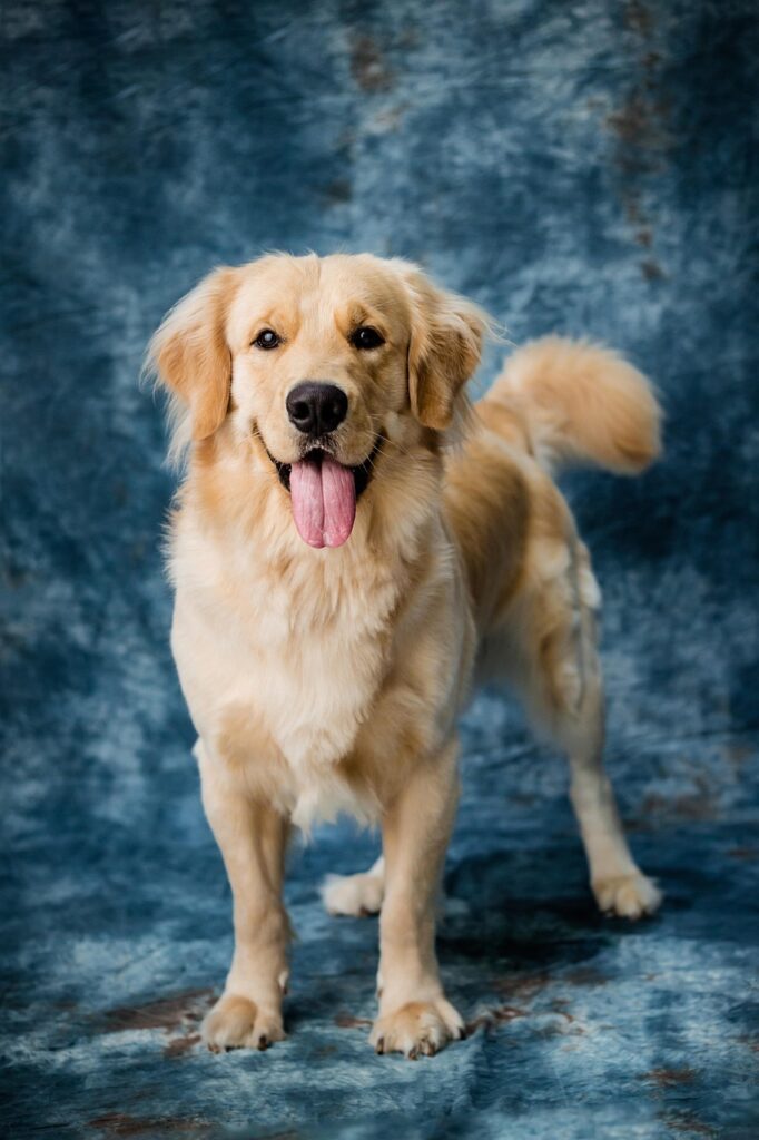 Labrador Retriever: The Friendly Playmate