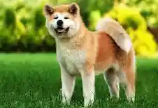 akita dog