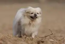 Pekingese