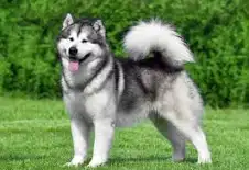 alaskan malamute