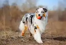 Australian Shepherd