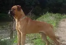 Bullmastiff