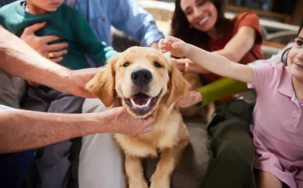 best family pets