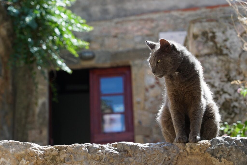 cat heat behavior