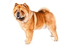 Chow Chow