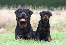 Rottweiler