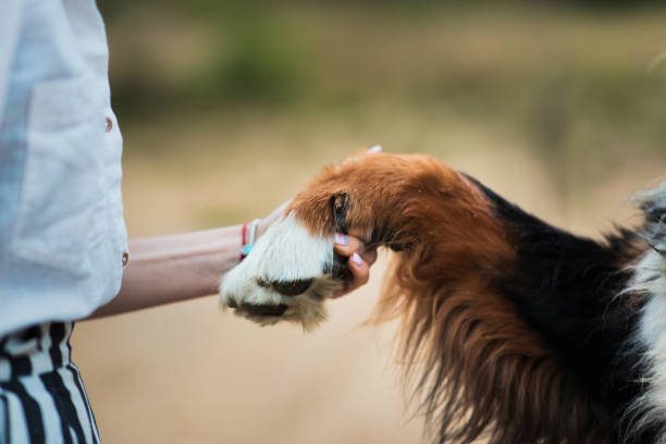 dog groomer