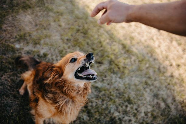 dog grooming