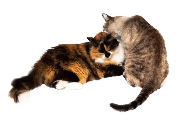 Mixed-Breed Cats: Loving and Unique
