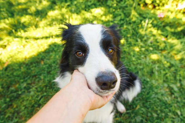 dog grooming