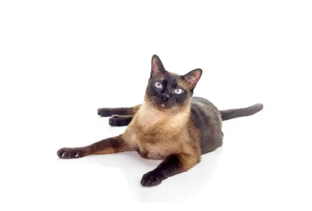 Siamese: Social and Playful