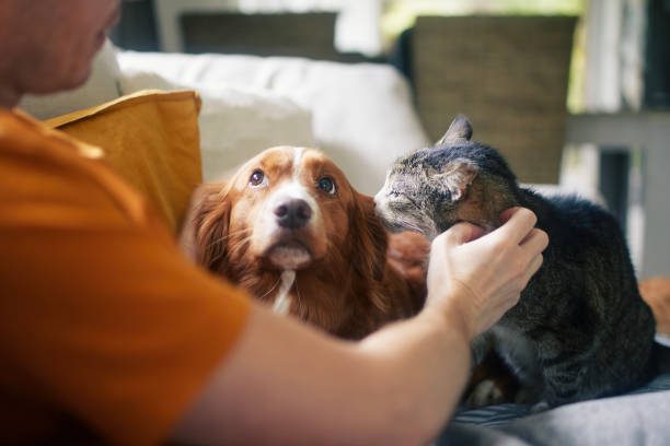 family pets