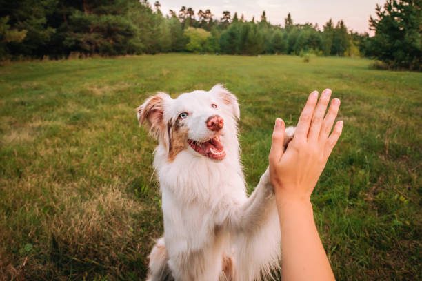 dog body language