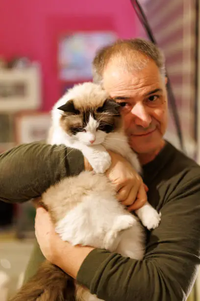Ragdoll: Affectionate and Relaxed
