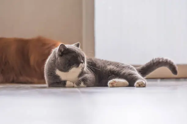 British Shorthair: Easygoing and Adaptable