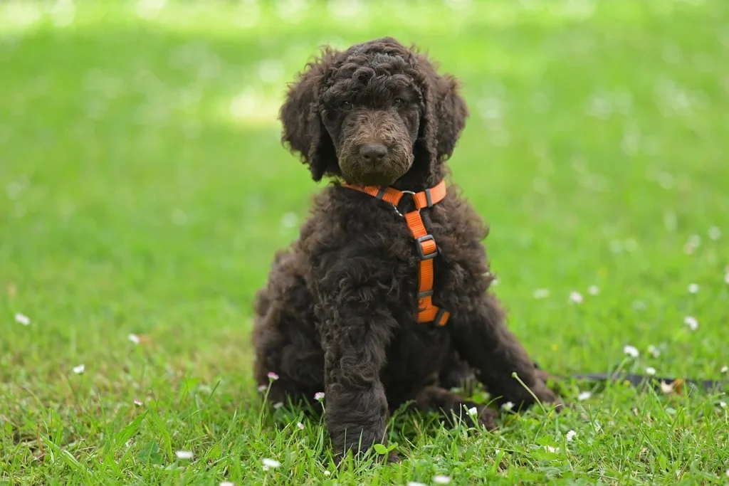 Poodle: Intelligent and Hypoallergenic